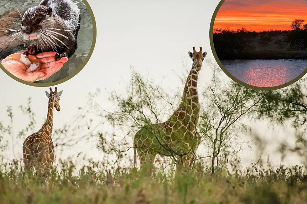 Play with Otters & Dine with Giraffes at This Beautiful Ranch North of Austin, TX