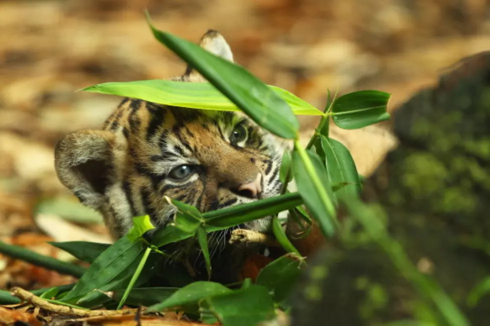 African Lion Cub Born at the Ellen Trout Zoo in Lufkin