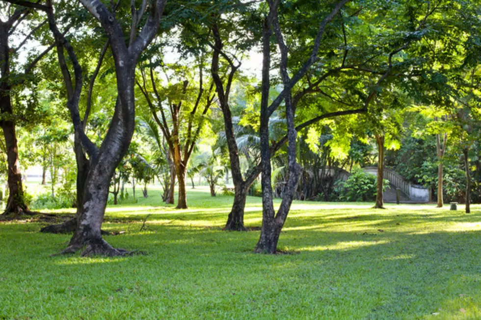 Free Tree Seedling Giveaway for Arbor Day