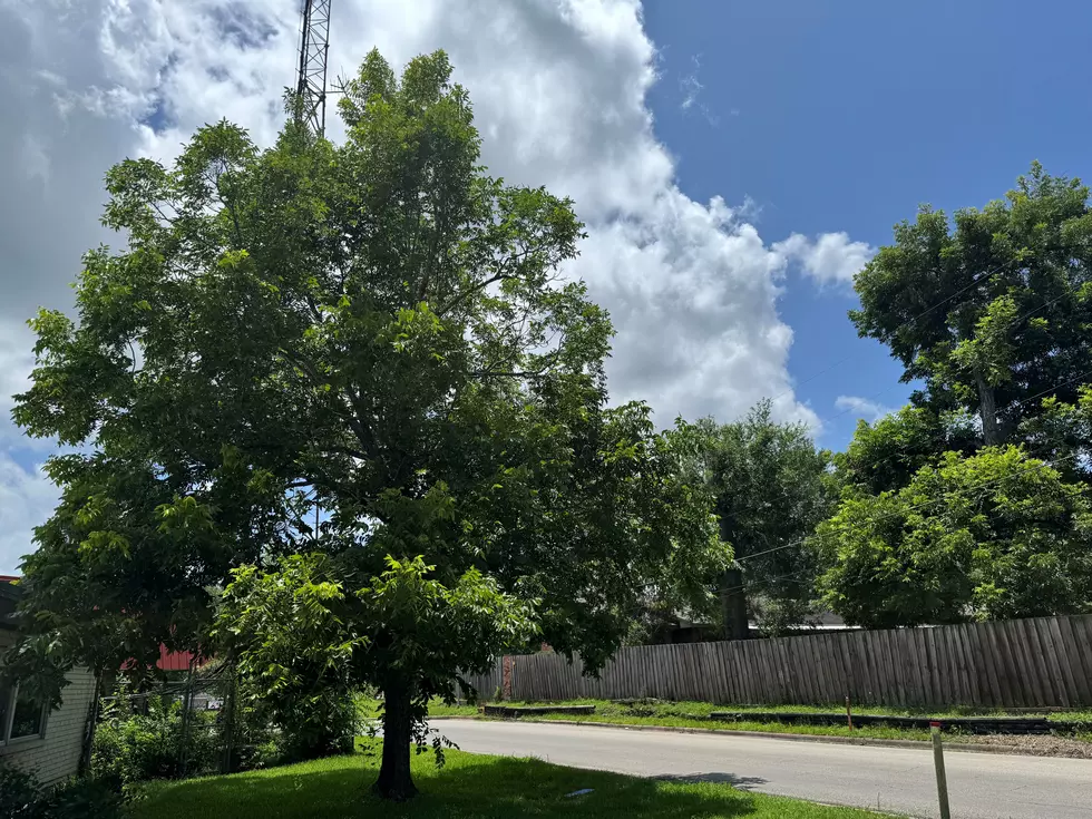 Picking Pecans In Texas Could Lead To Jail Time
