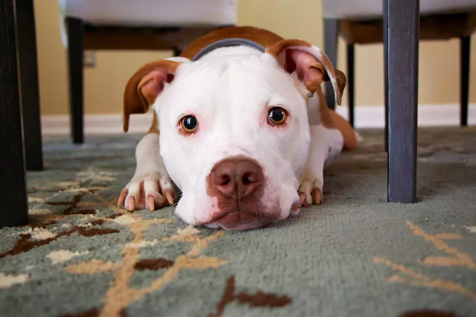 FDA And CDC Warning: Reconsider ‘Pig Ear Treats’ For Your Dog